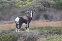 Damaliscus pygargus pygargus
