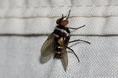 Trigonospila cingulata