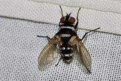 Trigonospila cingulata