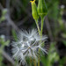 California Groundsel - Photo Anthony Valois and the National Park Service, no known copyright restrictions (public domain)