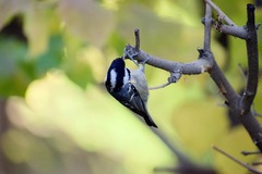 Periparus ater