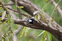 Periparus ater