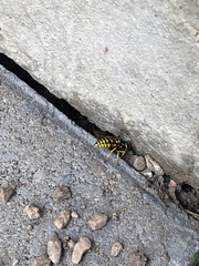 Vespula pensylvanica