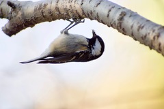 Periparus ater