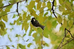 Periparus ater