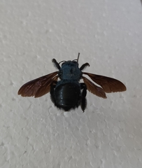 Xylocopa caerulea