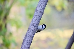 Periparus ater