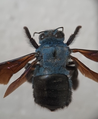 Xylocopa caerulea