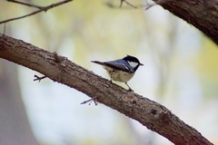 Periparus ater