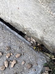 Vespula pensylvanica