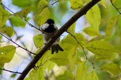 Periparus ater