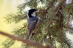 Periparus ater