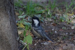 Periparus ater