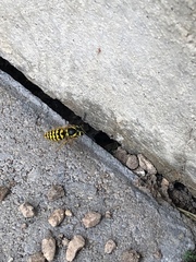 Vespula pensylvanica