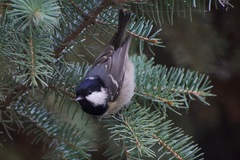 Periparus ater