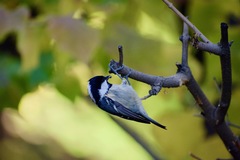 Periparus ater