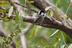 Periparus ater