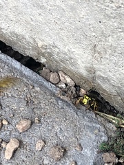 Vespula pensylvanica