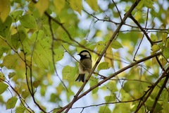 Periparus ater