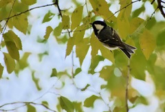 Periparus ater