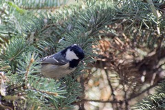 Periparus ater