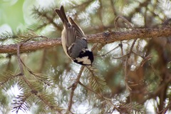 Periparus ater