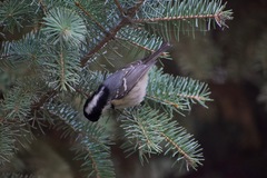 Periparus ater