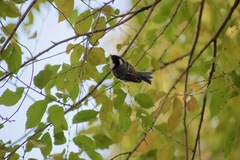 Periparus ater