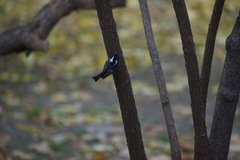 Periparus ater