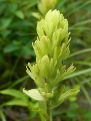 Castilleja lutescens