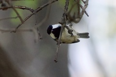 Periparus ater