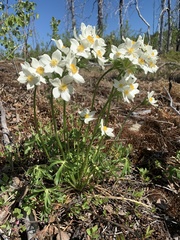 Anemonastrum sibiricum