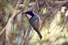 Periparus ater