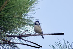 Periparus ater
