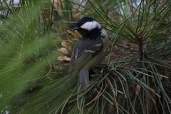 Periparus ater
