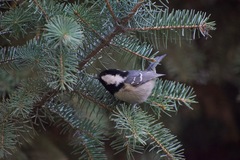 Periparus ater