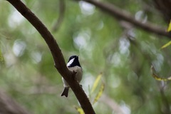 Periparus ater