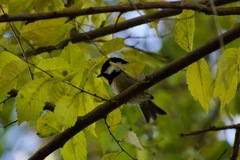 Periparus ater