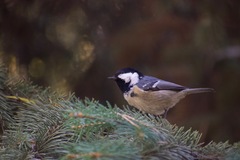 Periparus ater