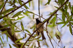 Periparus ater