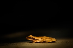 Polypedates leucomystax