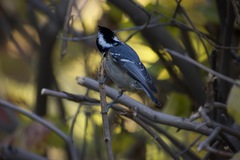 Periparus ater