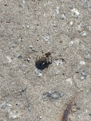 Asproparthenis punctiventris