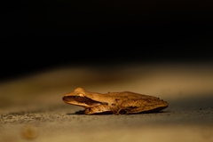 Polypedates leucomystax