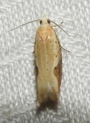 Pseudexentera costomaculana