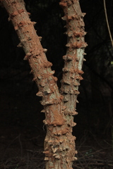 Zanthoxylum asiaticum