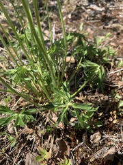Anemonastrum sibiricum