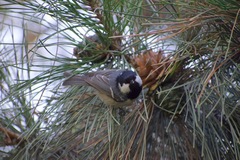 Periparus ater