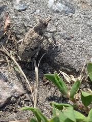 Asproparthenis punctiventris