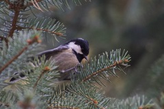 Periparus ater
